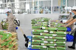 Doanh thu quý II của Vinaseed giảm gần 25%, hàng tồn kho vượt 1.000 tỷ đồng
