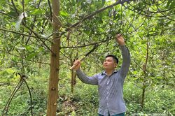 Những triệu phú trồng rừng