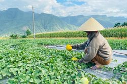 Trồng dưa xen canh trên cánh đồng Ba Khe