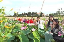 Cánh đồng sen ở Tân Thạnh 'hút' khách đến tham quan, chụp ảnh