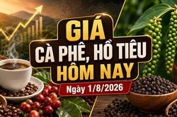 Giá cà phê, hồ tiêu hôm nay 1/8/2026 đồng loạt đi ngang