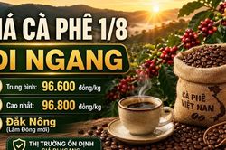 Giá cà phê hôm nay 1/8 giữ ổn định, cao nhất 96.800 đồng/kg