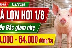 Giá lợn hơi hôm nay 1/8/2026: Thị trường tiếp tục đi xuống