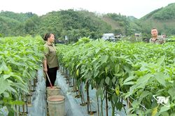 Phát triển nông nghiệp hàng hóa ở Tân Kỳ