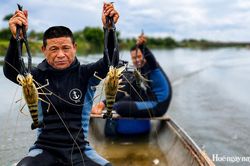 Săn tôm càng xanh 'khủng' trên sông Bồ