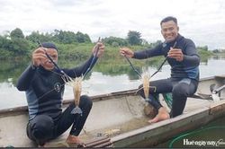 Săn tôm càng xanh trên sông Bồ