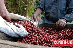 Giá cà phê hôm nay 1/8: Lo ngại về nguồn cung từ Brazil đẩy giá cà phê tăng trở lại