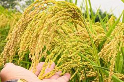 Ngày 1/8: Giá lúa tươi tại Đồng bằng sông Cửu Long biến động mạnh
