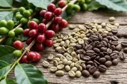 Ngày 1/8: Giá cà phê ổn định, hồ tiêu cao nhất 142.000 đồng/kg