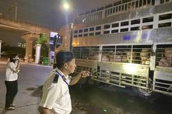 Lập đoàn liên ngành, đồng loạt kiểm tra chất cấm trong lợn thịt