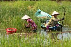 Mở sinh kế mới cho vùng đất trũng từ mô hình tôm - năn
