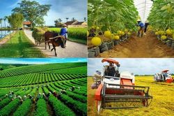 Chính sách mới: Tổ hợp tác đủ điều kiện sẽ được hưởng hỗ trợ như hợp tác xã