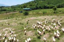 Khánh Hòa mở rộng cơ hội đưa sản phẩm dê, cừu tiếp cận thị trường Halal trong năm 2026