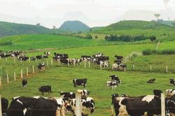 Mối quan hệ giữa chăn nuôi và trồng trọt trong phát triển nông nghiệp bền vững