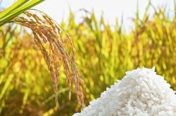 Giá lúa gạo hôm nay 1/8: Gạo thơm Jasmine ở chợ tăng 2.000 đồng/kg