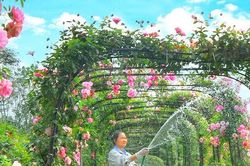 Mê Linh - nơi mùa hoa đơm sắc