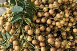 Đang vào chính vụ, loại quả vàng óng giá chỉ từ 30.000 đồng/kg vừa giải nhiệt vừa hỗ trợ giảm ho, chọn thế nào mới ngon?