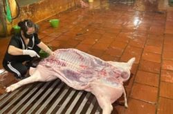 Kiểm tra đột xuất, xử lý 2 cơ sở giết mổ gia súc trái quy định