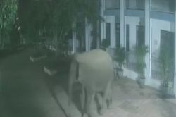 Voi rừng phá tường rào, 'đột nhập' trường bán trú lúc nửa đêm
