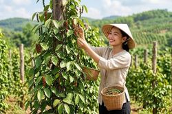 Giá hồ tiêu hôm nay 2.8.2026: Đồng loạt giảm 1.000 đồng/kg