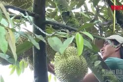 [Video] Phân cấp cho cấp xã cấp mã số vùng trồng, cơ sở đóng gói