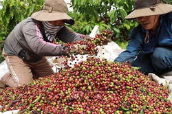 Bản tin n&ocirc;ng sản h&ocirc;m nay (2-8): Gi&aacute; c&agrave; ph&ecirc;, hồ ti&ecirc;u duy tr&igrave; ổn định