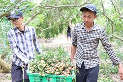 Nhãn Phước Hải chín rộ, nhà vườn tất bật thu hoạch, đón du khách