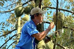 Người nghe tuổi trái cây