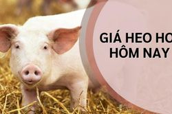 Giá heo hơi hôm nay 2/8: Biến động nhẹ tại nhiều địa phương, trượt mốc 65.000 đồng/kg
