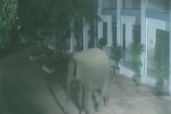 Voi rừng phá tường rào, 'đột nhập' trường bán trú lúc nửa đêm