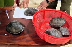 Phát hiện 5 cá thể rùa hộp lưng đen quý hiếm đi lạc