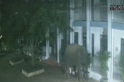 Voi rừng phá tường rào, xông vào khuôn viên trường học ở Sơn La