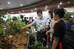Mở lối cho sâm Ngọc Linh vươn xa
