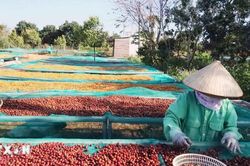 Giá càphê trong nước tăng trở lại do lo ngại nguồn cung
