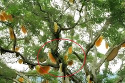 Nhìn lên cây sung cổ thụ, người dân sửng sốt chứng kiến cảnh tượng 'nổi da gà'