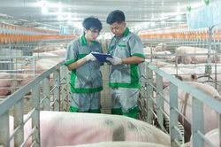Doanh thu quý II/2026 của BAF tăng 54%, lợi nhuận giảm một nửa