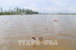 Những 'trận địa' bẫy chim tận diệt ven biển