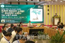 Định vị thương hiệu toàn cầu cho 'quốc bảo' sâm Ngọc Linh
