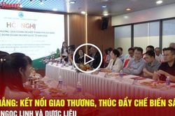 Đ&agrave; Nẵng: Kết nối giao thương, th&uacute;c đẩy chế biến s&acirc;u s&acirc;m Ngọc Linh v&agrave; dược liệu