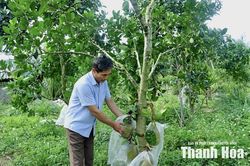 Trải thảm xanh trên những vùng đồi