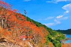 Ngô đồng đỏ gọi mùa về nơi đảo
