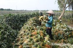 Từ nguồn vốn nghĩa tình đến những mùa khóm ngọt