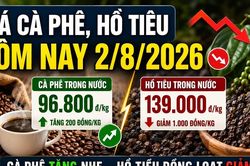 Giá cà phê hôm nay 2/8 tăng nhẹ, hồ tiêu giảm 1.000 đồng/kg