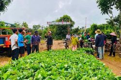 Hỗ trợ gần 6.000 cây cà phê giống cho người dân xã Ia Krái