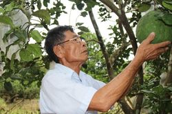 Xây dựng thương hiệu nông sản theo quy mô vùng