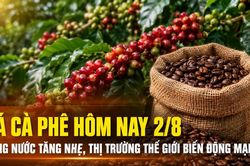 Giá cà phê hôm nay 2/8: Trong nước tăng nhẹ, thị trường thế giới tiếp tục biến động mạnh