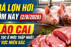 Giá lợn hơi hôm nay (2/8/2026): Lào Cai tiếp tục ở mức thấp nhất khu vực miền Bắc