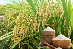 Ngày 2/8: Giá lúa gạo tại Đồng bằng sông Cửu Long ít biến động
