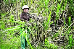 Người trồng mía gánh 'thiệt đơn, thiệt kép'