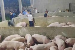 Tăng cường kiểm tra chất cấm trong chăn nuôi, chuyển Công an khi có dấu hiệu tội phạm